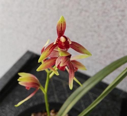 曾经价值千金的3款兰花,香味很浓,毫无缺点,四季表现都很优秀