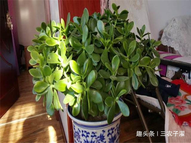 长寿花|5种花最“命硬”,40天不浇水,依然开花不断,1盆能活很多年!