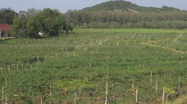 油茶籽|年销售额预计破百万!解锁含山这个村子的“财富密码”