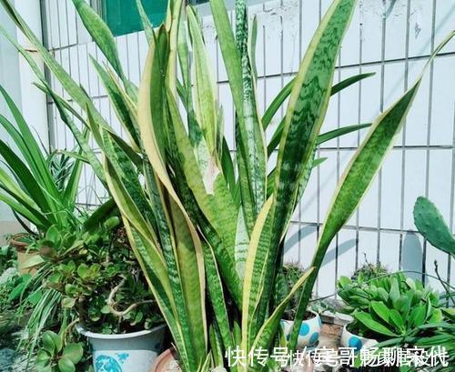 养护|养虎皮兰有“4忌”,难怪不爆侧芽,了解掌握长势旺