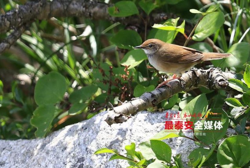 繁衍|环境适宜栖息和繁衍，泰山野生鸟类记录增加到342种