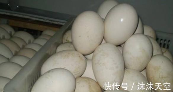 农家|总是失眠怎么办，农家三宝帮上忙，排毒素、去肝火，睡眠质量好