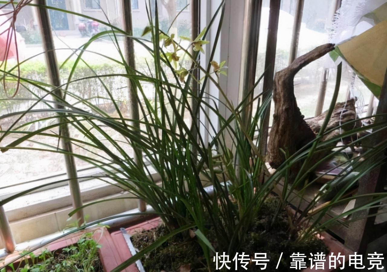 种兰花不做这3个步骤，养上3年还是白搭，赶紧改变，春节看花