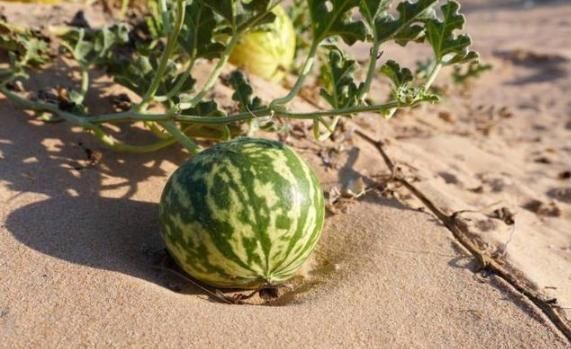 当地人|在沙漠里见到西瓜,为啥游客渴死也不吃当地人吃了就麻烦了