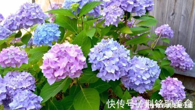 如果我有小院，一定会养这“3种花”，让小院变花园，年年看花