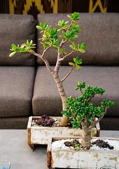 塑造|适合布置成盆景的几种多肉植物,可以塑造合适形态,不用频繁给水