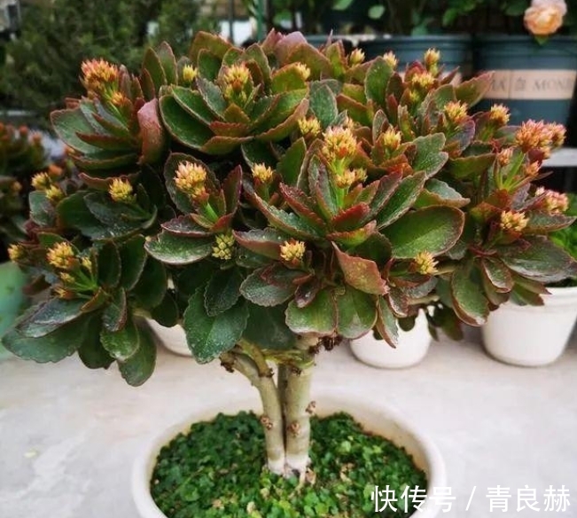 长寿花1盆养多年,养成老桩开花棒,而且子孙几十盆,到处开花!