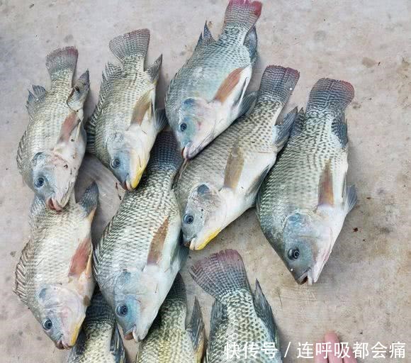 罗非|排水渠钓到一条怪罗非，全身花斑，钓友说是罗非鱼王！