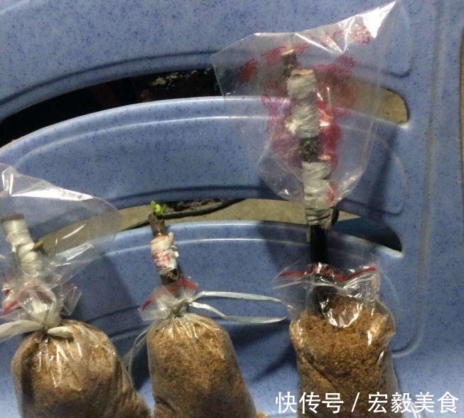 天竺葵|3种懒人扦插法,插啥都活,大白根蹭蹭冒!