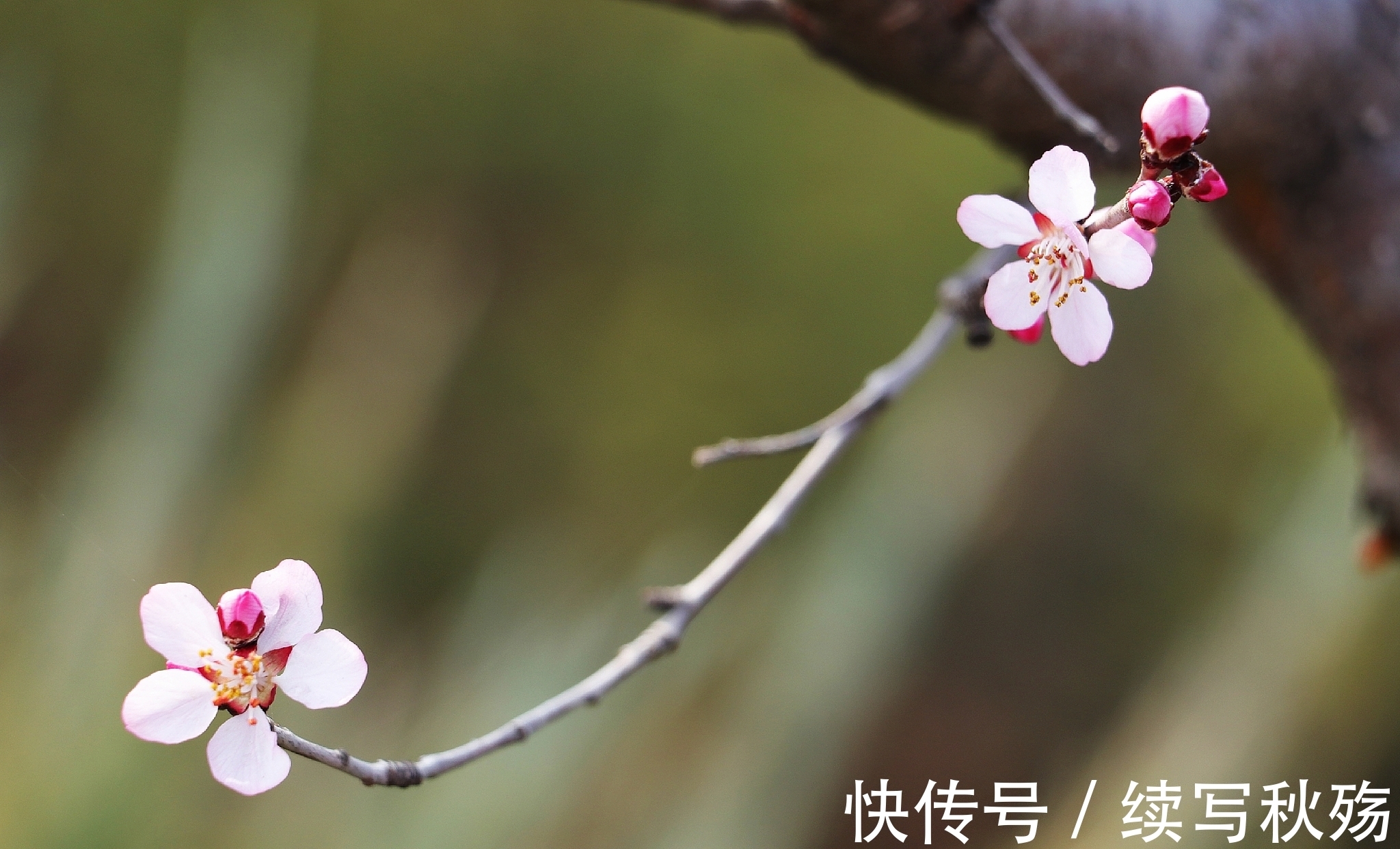 味道#7首诗写春天,每一首都有各自的味道,你认为谁写得比较好?