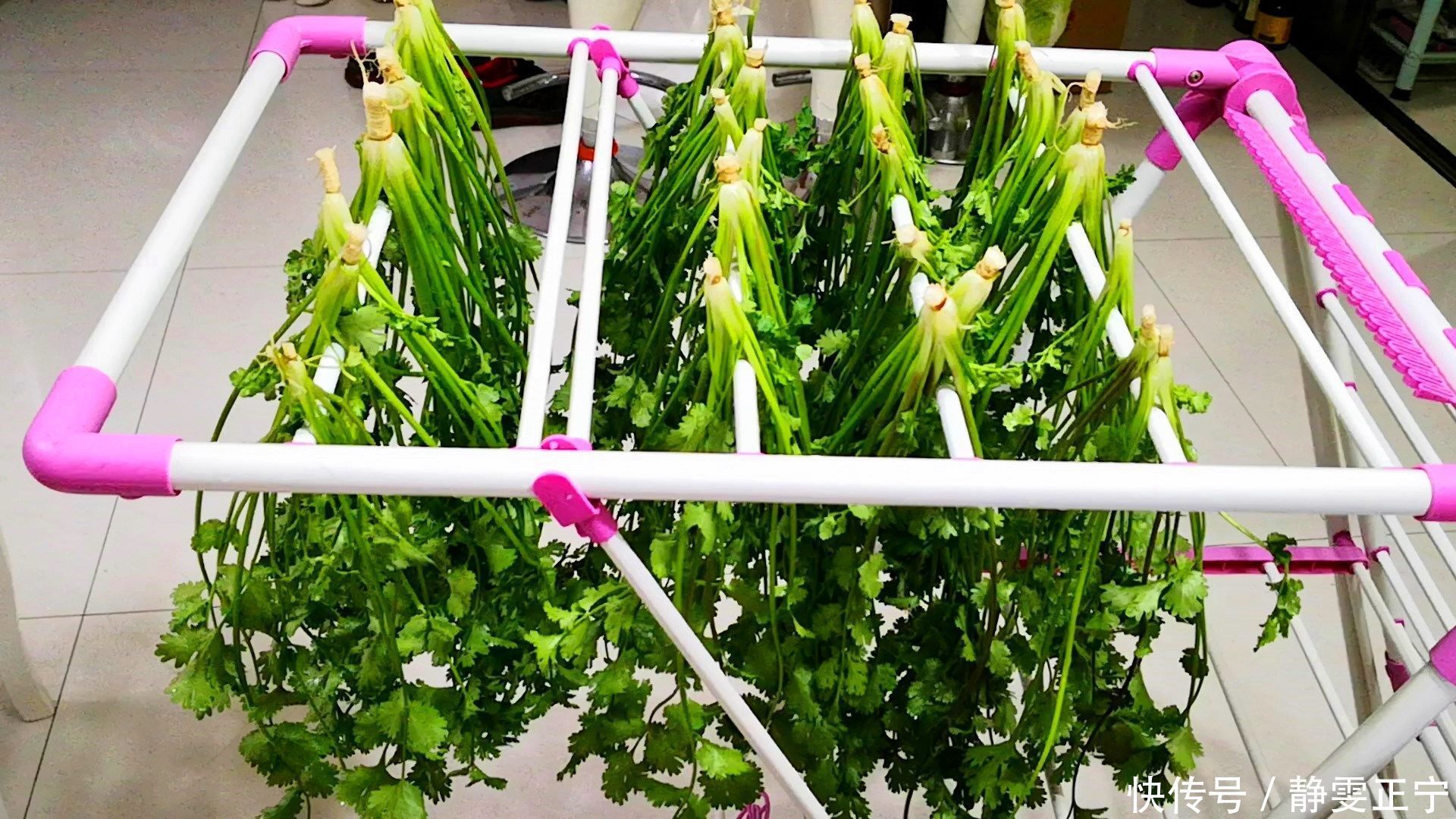 保存香菜,直接放冰箱就错了,教你1招,吃半年都新鲜,特清香