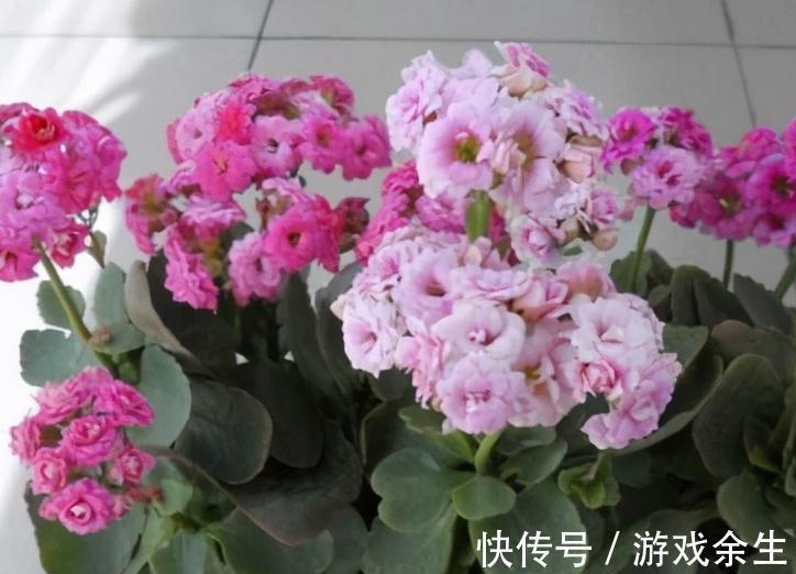 霜降过后,家里必备4盆花,叶子绿、花色艳,越养越喜欢