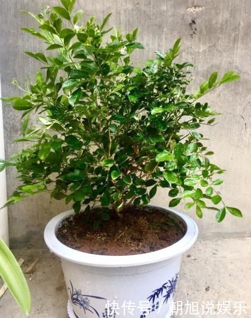 嫌吊兰不好看,不如养上“此花”,花期达半年,花香味能媲美香水