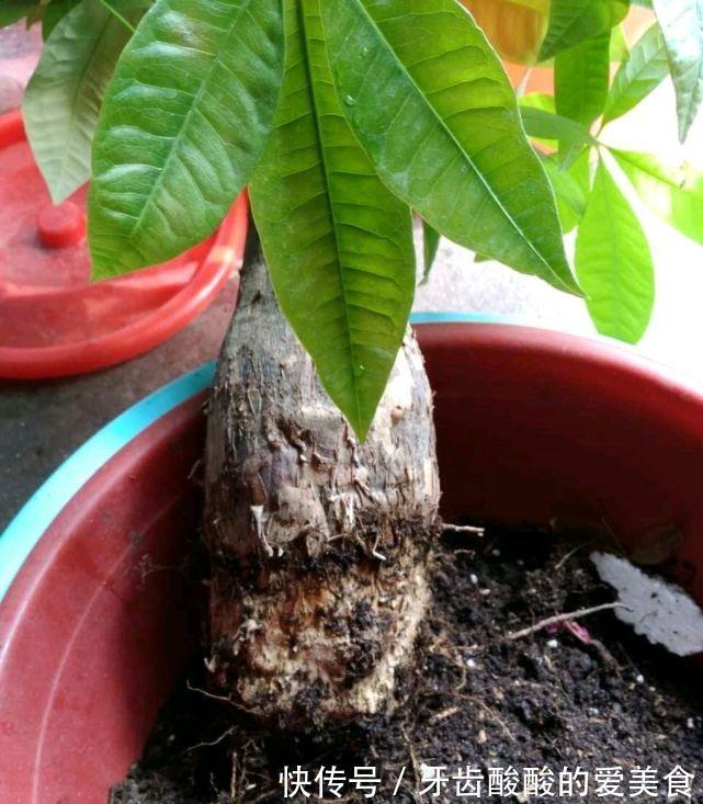 五种“大老桩”却要小盆养,用对盆,少管多晒更利于生长