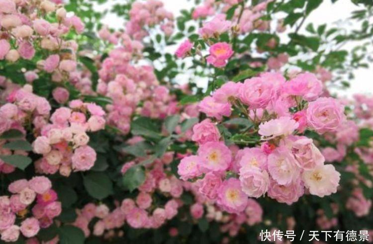 “4种花”最适合春天养,漂亮迷人,一次开花200朵!