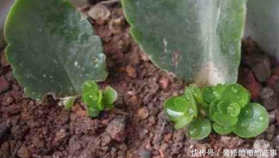 生根|这5种常见的花,不用枝条也能扦插,叶片插土里就能生根