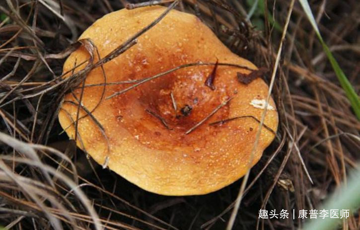 南瓜子|不想身体衰老,多吃的食物,清肝火、清肺热、凉血利尿,不显老