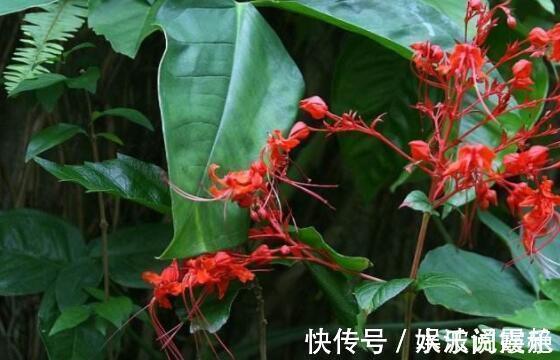 喜欢花不妨养“它”最有“风情”的花,诗人将这花称“状元红”