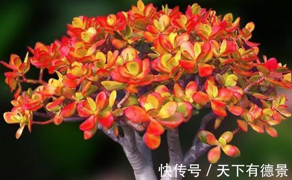 姬红花月叶色红艳,株型低矮,观赏性比绿玉树更胜一筹