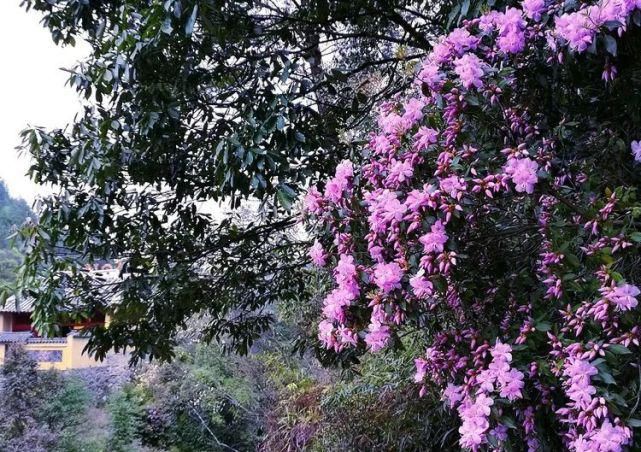 杜鹃花开，满山烂漫，寿宁这个地方美翻了！