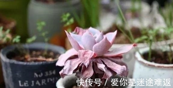 二九寒天,养多肉,想保命就得做到这“3多1少”