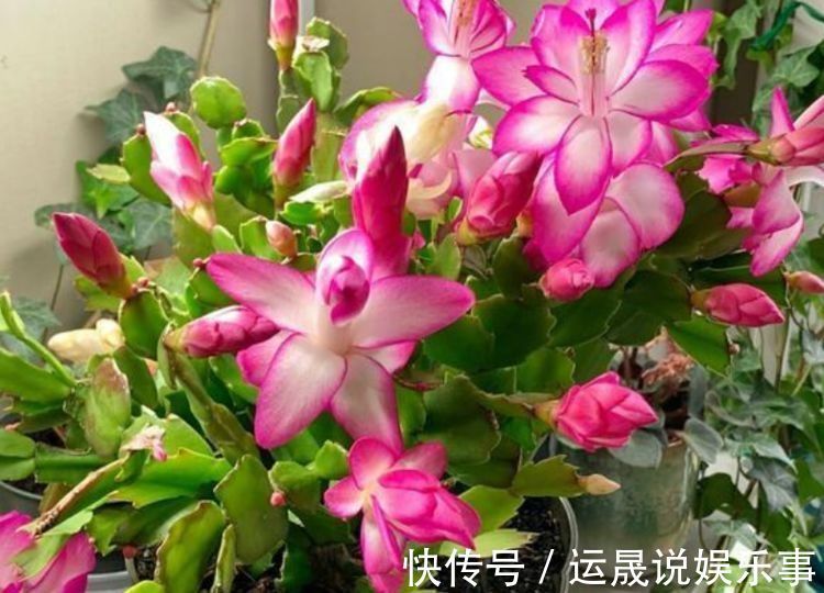 红双喜月季|花期超长的室内盆栽,四季开花,开花能力极其惊人,四季繁花似锦