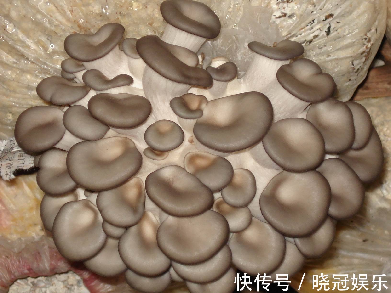 食物|会吃的人最长寿,常吃3种食物,排毒清肠,降压降脂,早吃早好