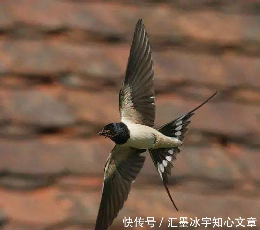 花无百日红|梁间燕共何人语庭下花无百日红