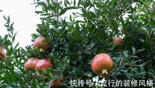 种植|庭院种植石榴树好吗？为何很多人爱在院子里种石榴树？看完就懂了