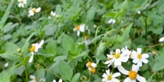 山野|山野常见的“鬼针草”,最爱粘衣服,烦人的很,却是“治病良药”