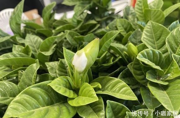 植物|油烟机里的废油是宝贝,兑水浇花,效果很好,观叶植物都可以用