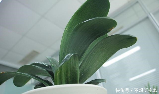 天气冷了,这3种花不要着急搬到室内,越冷长得越好!