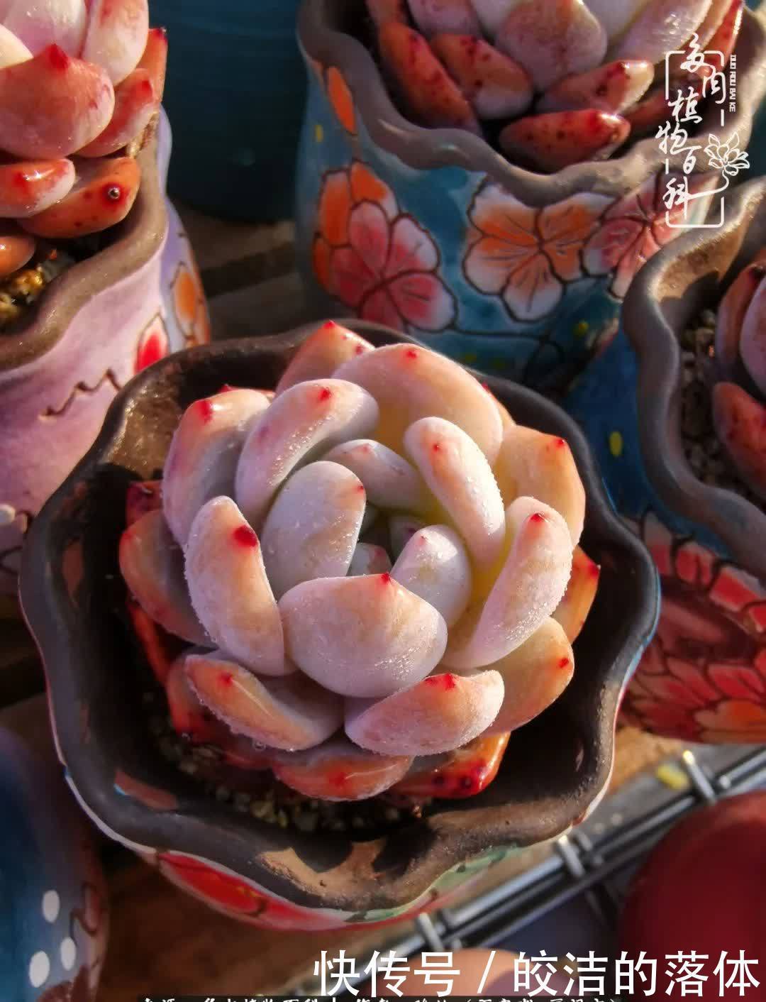 百度|我与多肉那些不得不说的故事!