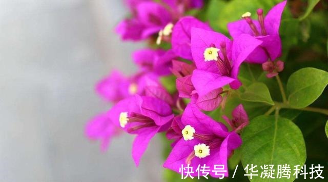 养分|想要三角梅花开一茬接一茬，几点养护很重要，复花快花量多