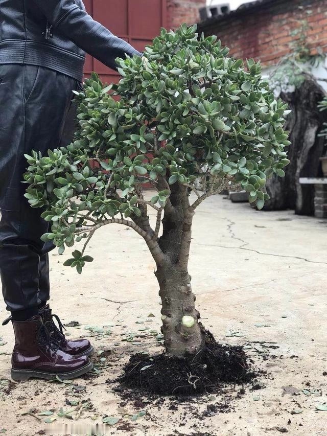 常见的20种有毒花草，有老人、小孩、宠物的家庭千万注意