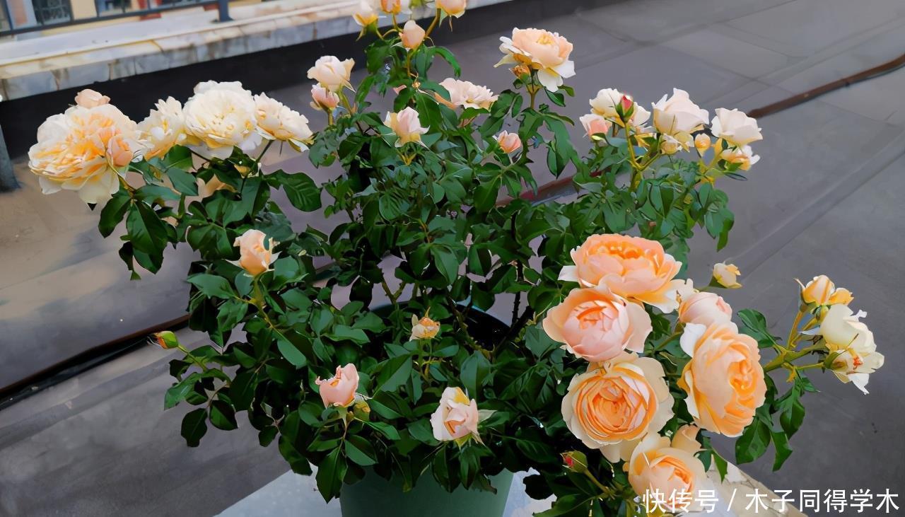 花卉|夏天养花,该忌惮的地方真多,日常打理就有3处