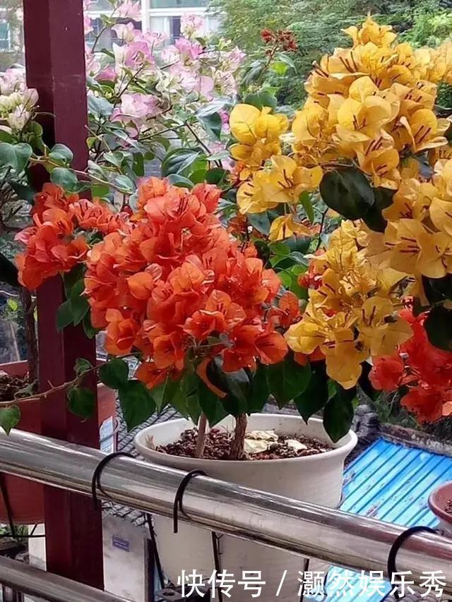 三角梅春天有“4喜”,做好了花叶一起窜,开满一树花