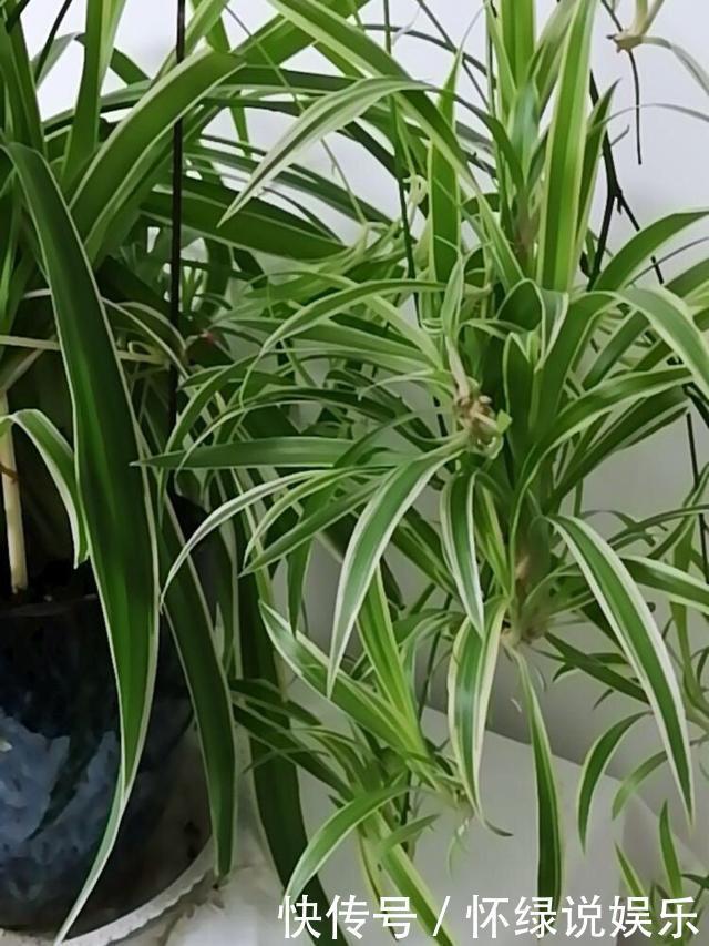 玉翁|5种“盆栽”，十天半月不理它，也能长，浇点水长爆盆，太省心了