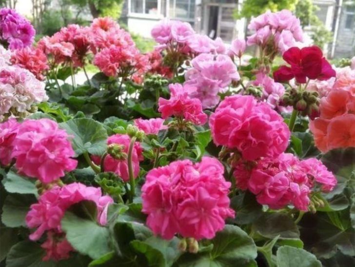 风铃草|这些小花便宜又好养,放在小院开花不断,绚丽多彩,香飘溢满屋