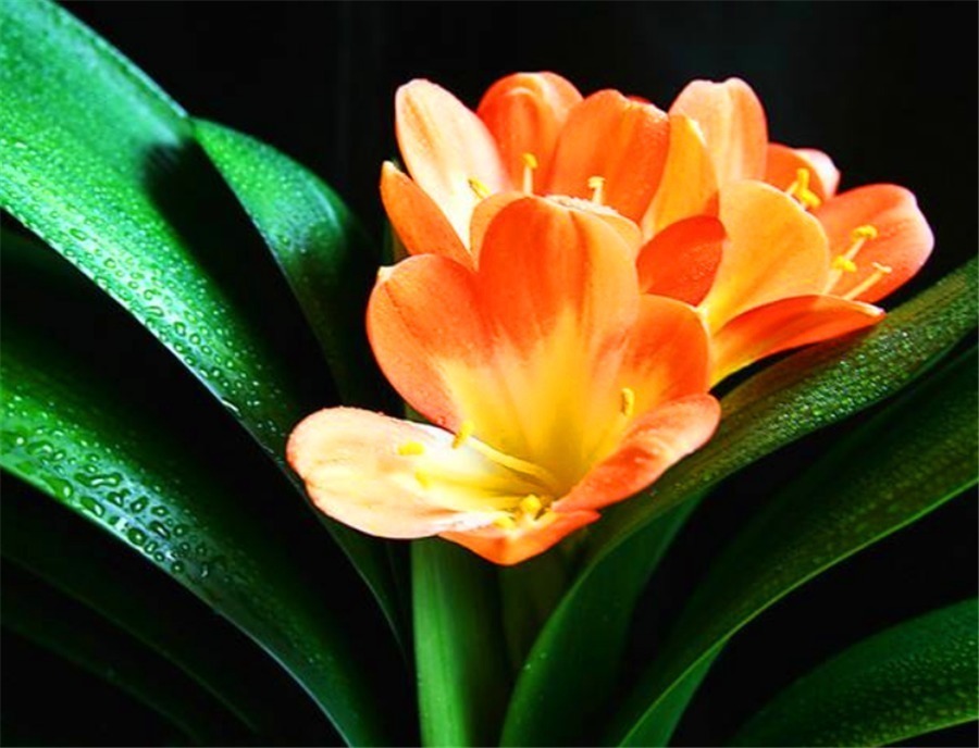 秋老虎过后养君子兰,尽早去做4件事,叶子整齐光亮,冬天开爆盆