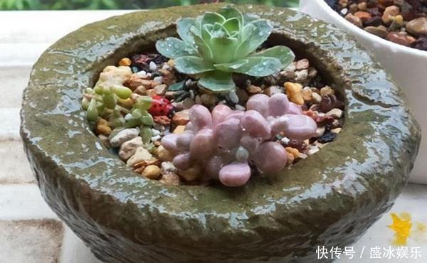 花盆也有讲究,用对了花儿长势旺,用错可就欲哭无泪了