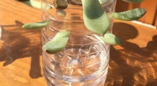 扦插|教你在家用塑料瓶养多肉,不用土就能扦插叶片,成活率贼高