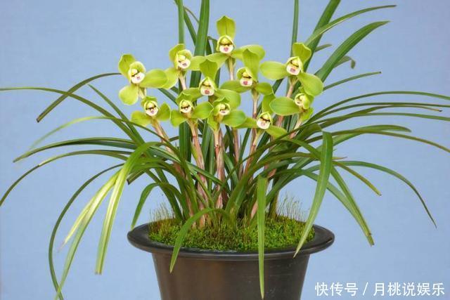 兰花|兰花长成“吊兰”，光长叶子不开花，绕开4个坑，开出极品好兰花