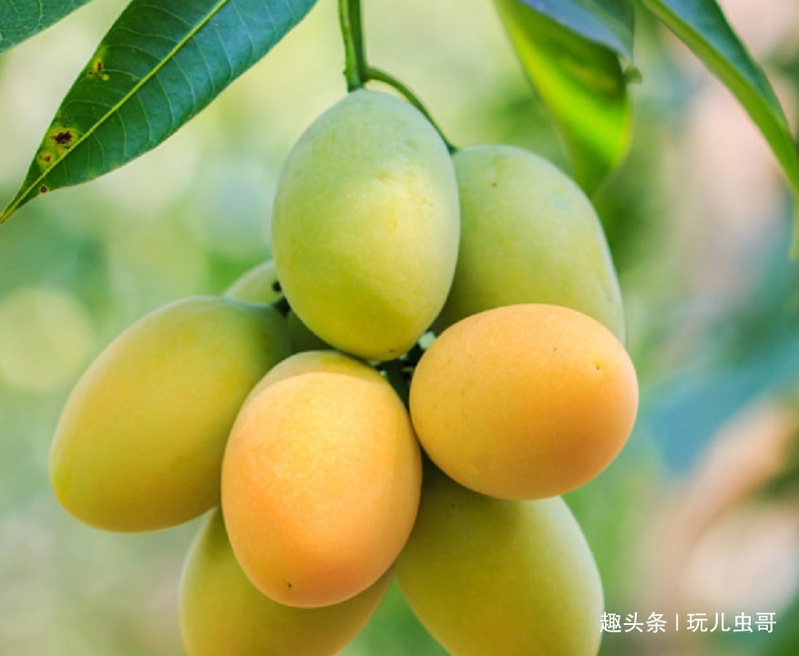 芒果|种植优质芒果的四项条件，轻松易掌握，收获好看又好吃的芒果来！