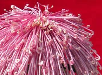 喜欢菊花，不如养盆“菊中珍品”盘龙缤纷，霞光四射，缤纷多姿