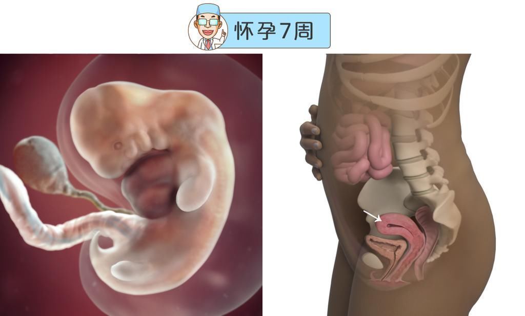 婴儿|最全的怀孕周期图鉴，感受从受精卵到婴儿的神奇变化！