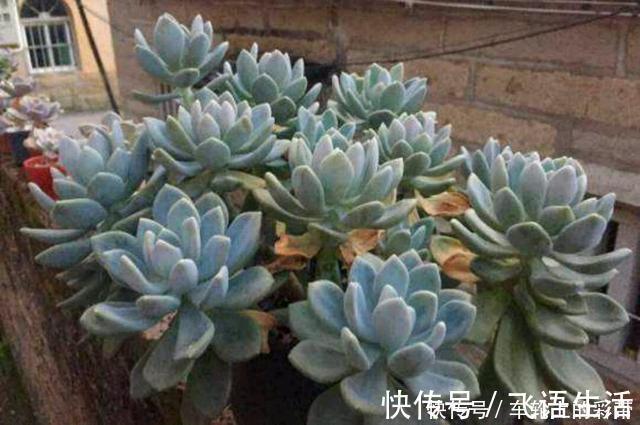 群生|多肉植物冬美人不休眠、可露养,2年就能养成群生的大老桩