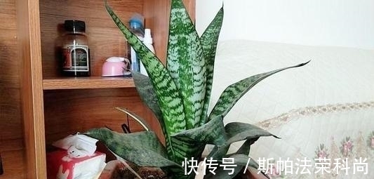 黄叶|如何判断花卉缺水?教你一个小技巧,浇花不黄叶不烂根!