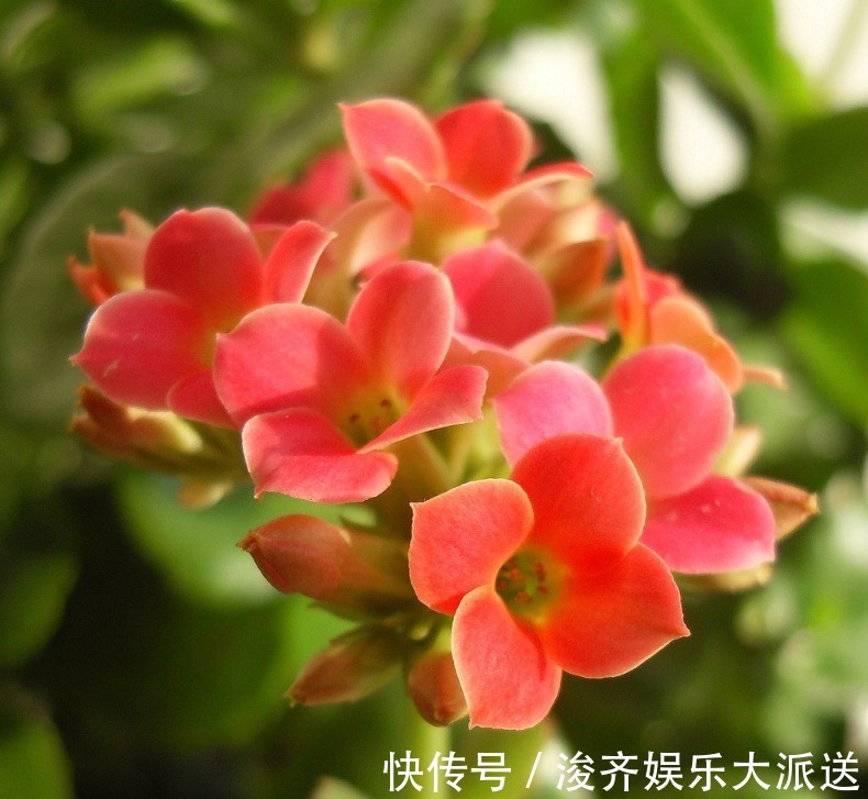 长寿花|新手养长寿花,做好3个小技巧,花苞猛长不停,养一盆爆一盆