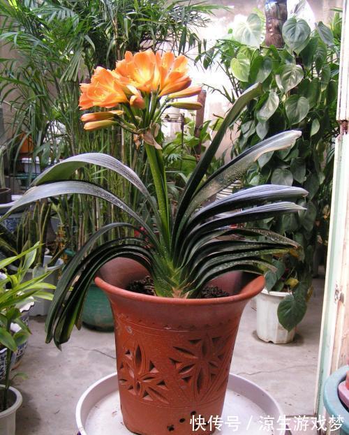 君子兰的施肥方法和注意事项